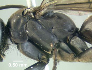 Media type: image;   Entomology 602684 Aspect: thorax lateral